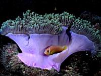 Anemone de mer